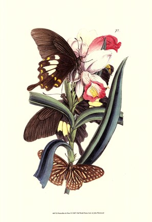 Framed Butterflies and Flora I Print