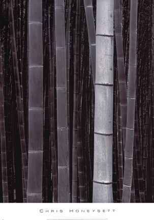 Framed Bamboo #4, Kyoto Print