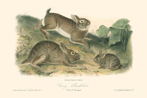 Framed Grey Rabbit Print