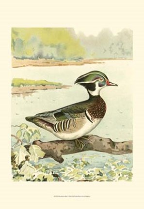 Framed Woodduck Male Print