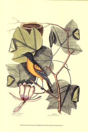Framed Baltimore Bird and Tulip Tree Print