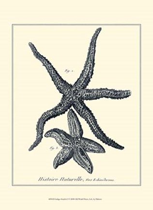 Framed Indigo Starfish I Print
