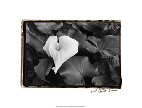 Framed Floral Elegance III Print