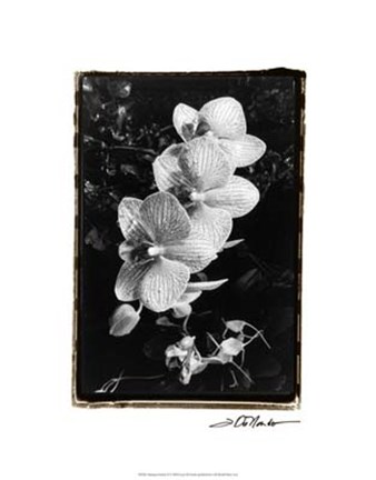 Framed Striking Orchids II Print