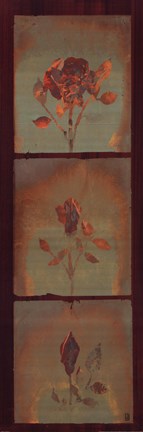Framed Three Roses Print