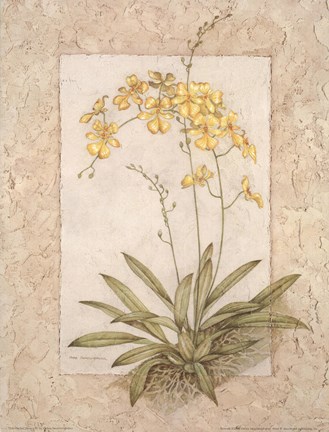 Framed Orchid Fresco IV(L) Print