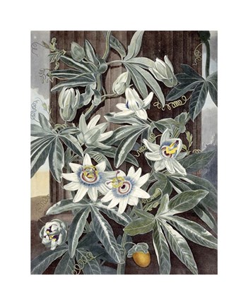 Framed Passion Flowers Print