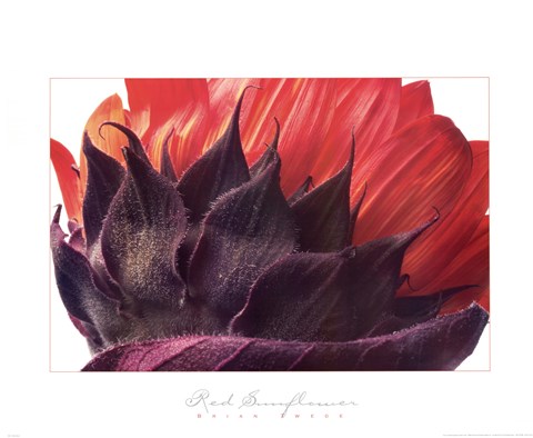 Framed Red Sunflower Print