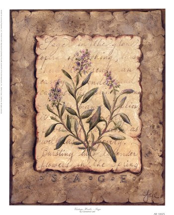 Framed Vintage Herbs-Sage Print