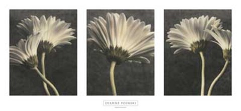 Framed Five Daisy Print