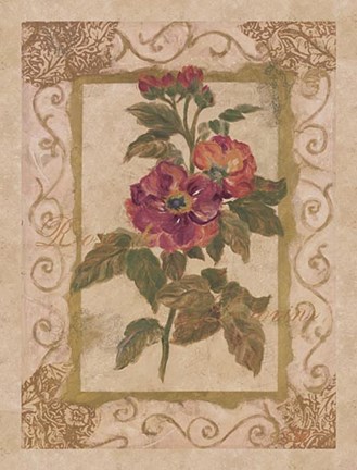 Framed Rose De Provins Print