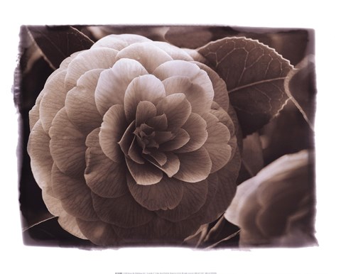 Framed Camellia I Print