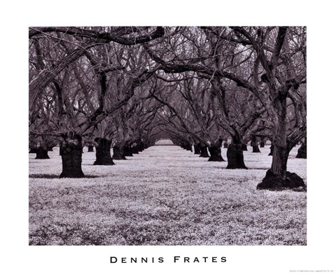 Framed Old Walnut Orchard Print