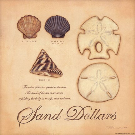 Framed Sand Dollars Print