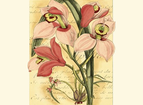 Framed French Orchid Print