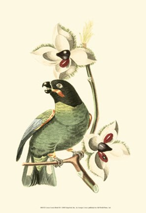 Framed Cuvier Exotic Birds III Print