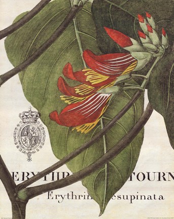 Framed Botanique Tropicale I Print