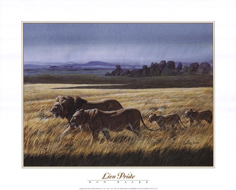 Framed Lion Pride Print