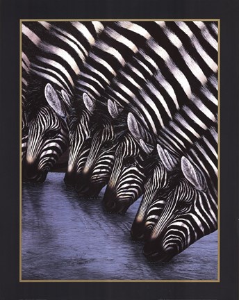 Framed Zebra&#39;s Watering Hole Print
