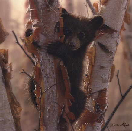 Framed Curious Cub II Print