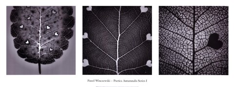 Framed Poetica Autumnalis Series I Print