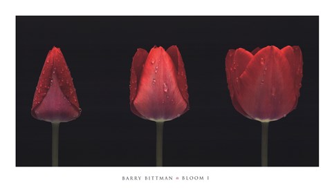 Framed Bloom I Print