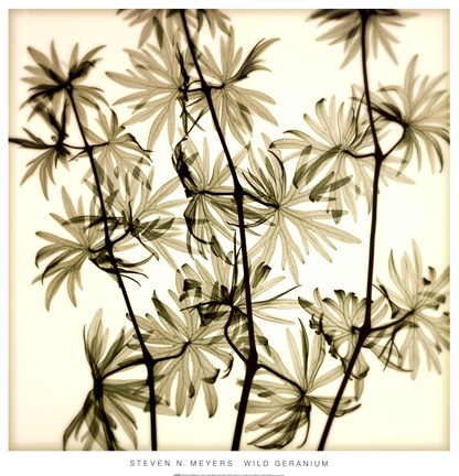 Framed Wild Geranium Print