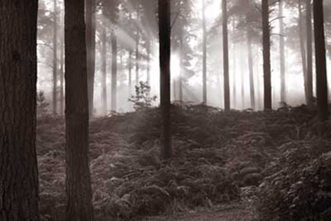 Framed Forest Mist I Print