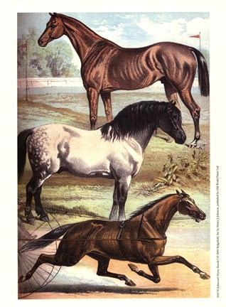 Framed Johnson&#39;s Horse Breeds I Print