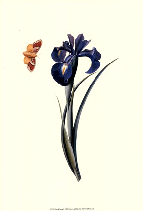 Framed Flora &amp; Fauna II Print