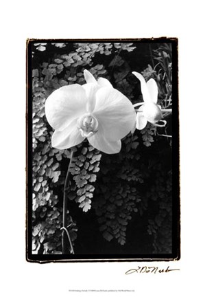Framed Striking Orchids I Print