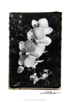 Framed Striking Orchids II Print