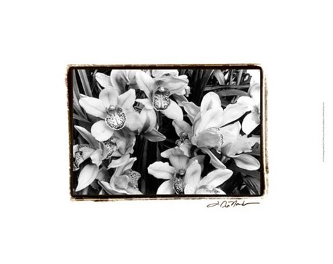 Framed Striking Orchids III Print
