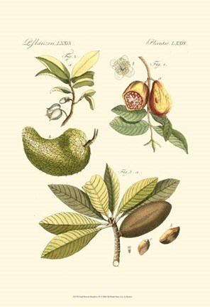 Framed Small Bertruch Breadfruit (P) Print