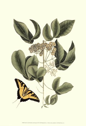 Framed Sm Catesby Butterfly&amp;Botan. II (P) Print