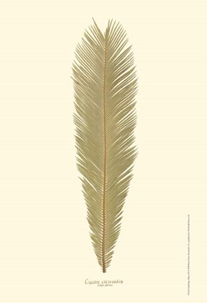 Framed Small Sago Palm I (P) Print