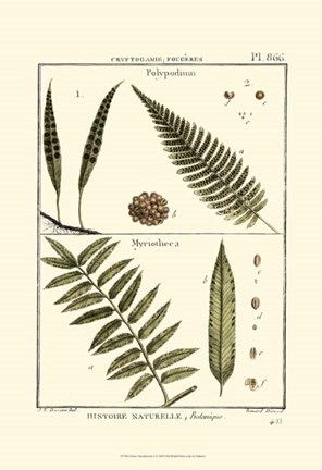 Framed Fern Classification I Print