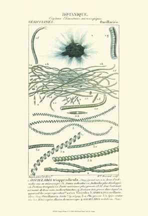 Framed Botany IV Print