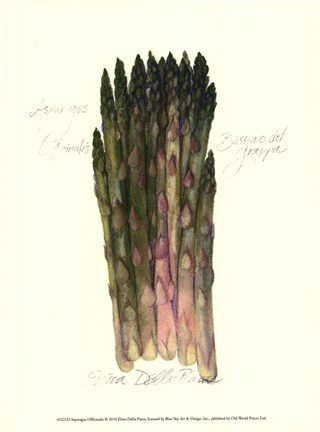 Framed Asparagus Officinalis Print