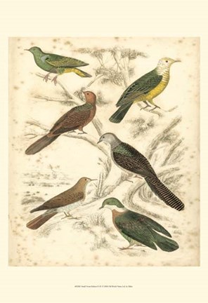 Framed Small Avian Habitat II (P) Print