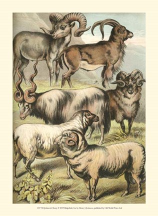 Framed Johnson&#39;s Sheep Print