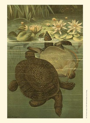 Framed Pond Turtles Print