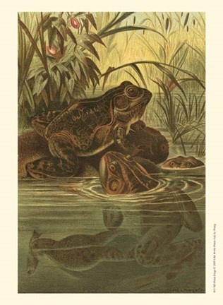 Framed Pond Frogs Print