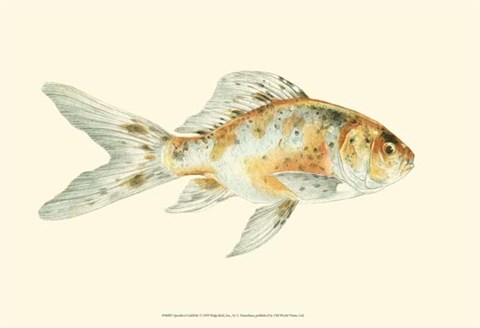 Framed Speckled Goldfish Print