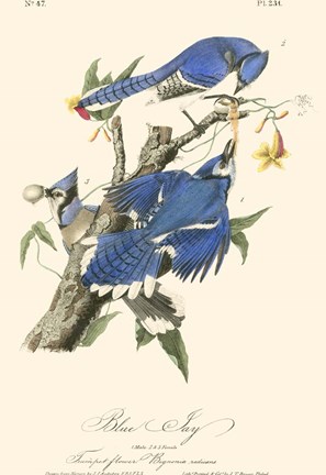 Framed Audubon Blue Jays Print