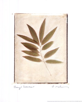 Framed Bay Leaves Print