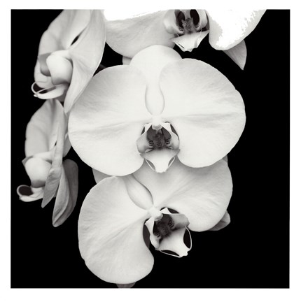 Framed Orchid Portrait I Print