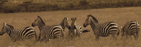 Framed Zebras Print