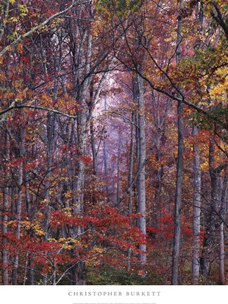 Framed Glowing Autumn Forest, Virginia Print