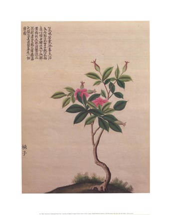 Framed Flowering Chinese Tree I Print